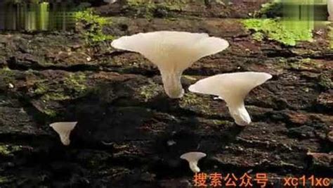 蘑菇的生长过程(真的太美了）