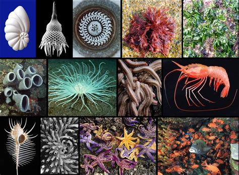 40张漂亮的海洋生物摄影欣赏 - 设计之家