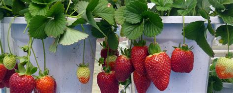 草莓盆栽怎么种 草莓的家庭繁殖栽培方法_爱花网