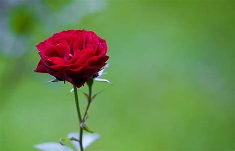 如何让玫瑰花保存的更持久 延长玫瑰花花期的方法-百度经验