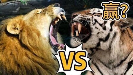 老虎和狮子打架谁会赢