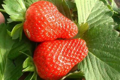 中国十大草莓品牌：白雪公主草莓口感最好，第九最甜 - 手工客