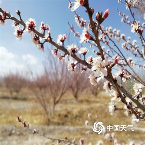 玉门 红杏枝头春意闹-高清图集-中国天气网