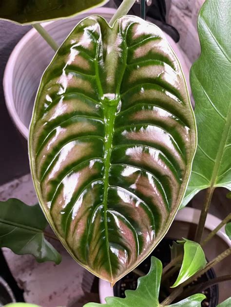 叶海花图片