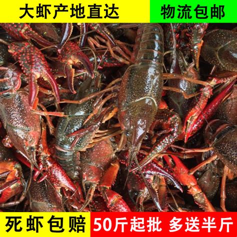 产地活冻青虾白虾沙虾红熟虾冷冻多尔虾沙特虾-阿里巴巴