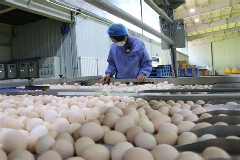 二十大精神在基层 | 原州区：“高品蛋鸡”为乡村振兴送上新动能-宁夏新闻网