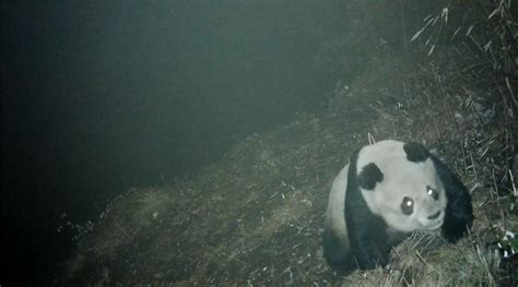 “滚滚”又来啦！德阳绵竹连续4年拍摄到野生大熊猫 - 达州日报网