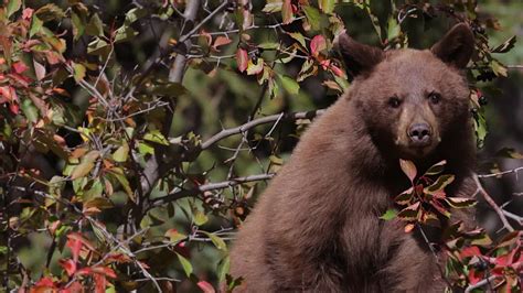 TS 4K拍摄的黑熊幼崽(美洲熊)在一个非常红色的山楂树丛中吃浆果视频素材_ID:VCG42N1307045818-VCG.COM