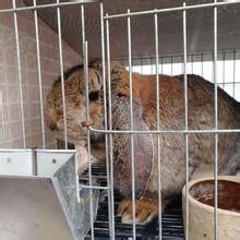 肉兔獭兔 獭兔良种山东法系 獭兔养殖场的位置-阿里巴巴