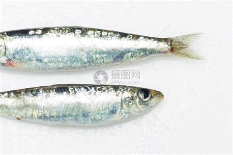沙丁鱼和青条鱼的区别，科目和外形都不同 - 农宝通