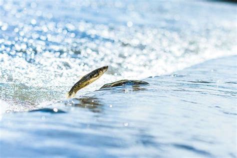 青海湖最大的鱼多少斤（青海湖最大的鱼叫什么鱼）-七暖网
