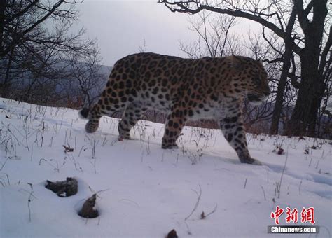 黑龙江老爷岭保护区多次拍到野生东北虎和东北豹影像--图片频道--人民网