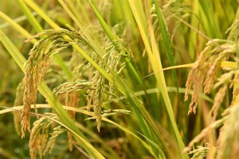 双季稻什么时候播种及收获 - 农敢网