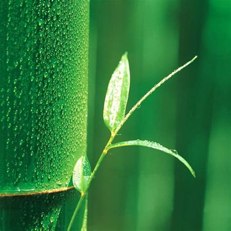 广东：到2035年竹产业综合产值超过1200亿元-首页焦点图-佛山新闻网