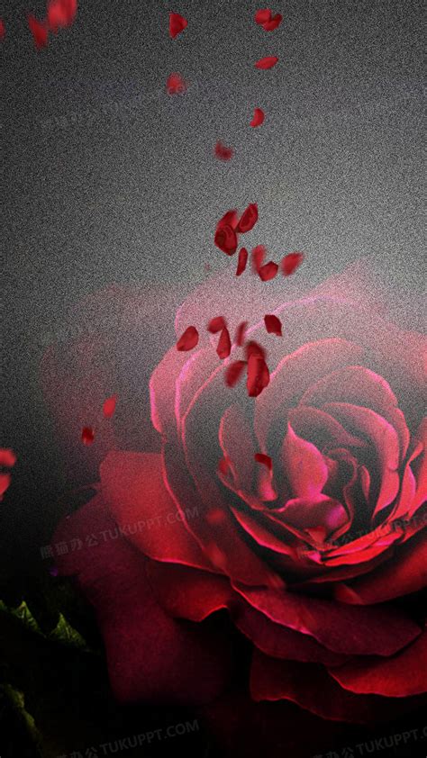 黑色花瓣背景图图片