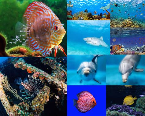 40张漂亮的海洋生物摄影欣赏 - 设计之家