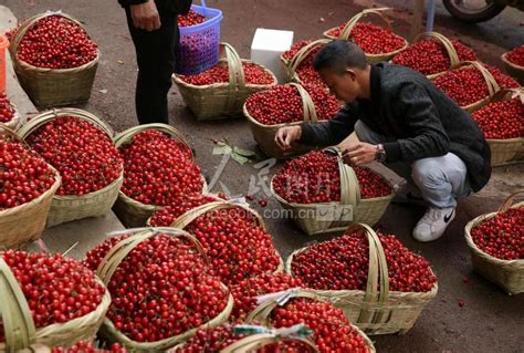 贵州纳雍：樱桃上市 助农增收-人民图片网