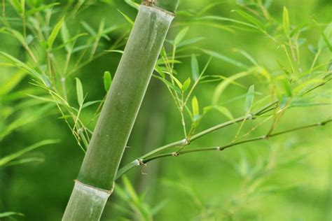 竹子的精神-农百科