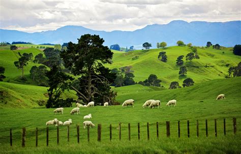新西兰丨好消息，新西兰边境7月底全开！移民局推出绿名单！ - 新邦阿斯普兰|美高留学|出国留学|新邦教育