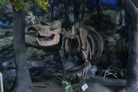 骨骼和考古工具挖化石训练模拟与真挖高清图片下载-正版图片504907649-摄图网