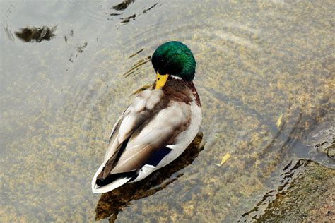 一只绿头鸭的头肖像图片-一只绿头鸭的头素材-高清图片-摄影照片-寻图免费打包下载