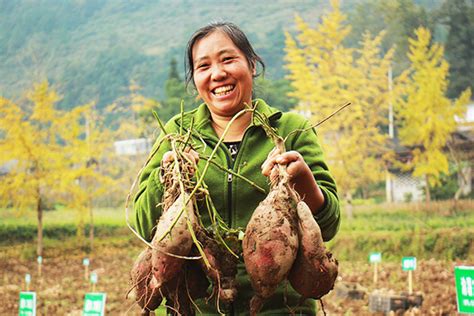 【万斤红薯送洛城】2020中国汝阳第三届红薯文化节来啦！|农产品|红薯|汝阳_新浪新闻