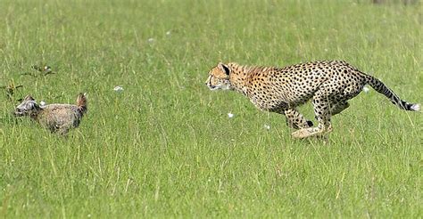 猎豹捕食集锦，不愧是速度最快的动物杀手