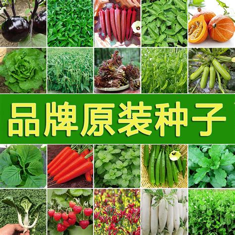 8种蔬菜种子套餐 叶菜类菜籽 四季播 包邮 农家蔬菜 生菜香菜种子 | 伊范儿时尚