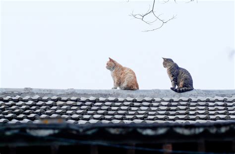 屋檐上的猫图片,屋顶上的猫咪图片,屋檐图片卡通图片_大山谷图库