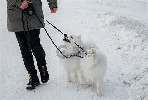 一群狗在雪地里的电影，一只雪地狗的电影-酷派宠物网
