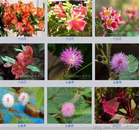 【我的花卉拍摄及名称摄影图片】各地生态摄影_太平洋电脑网摄影部落