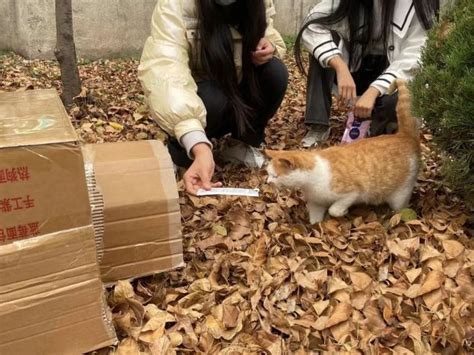 中国最有爱心的小伙，每年花几十万救助流浪猫，一救就是好几年|流浪猫|小伙|猫_新浪新闻