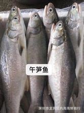 黄冈胖头鱼-湖北万湾湖胖头鱼养殖有限公司