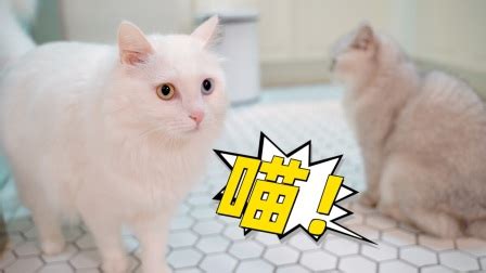 搞笑配音：超级猫咪_高清1080P在线观看平台_腾讯视频