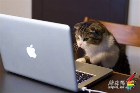 好奇害死猫 猫咪危害电脑的五大举动_手机摄影-蜂鸟网