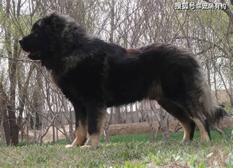 闻名世界的大型猛犬——高加索犬，在你饲养前一定要了解它的性格_主人