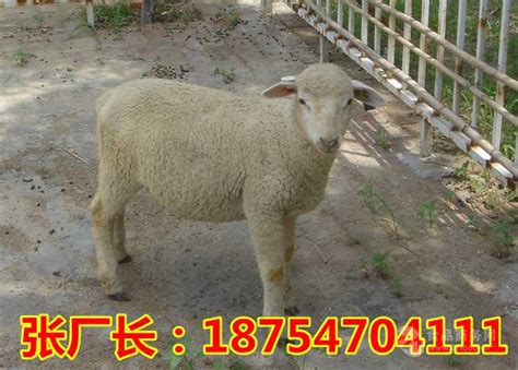 6一8个月的澳洲白绵羊价格-杜泊绵羊羊苗格 山东菏泽 澳洲白绵羊-食品商务网