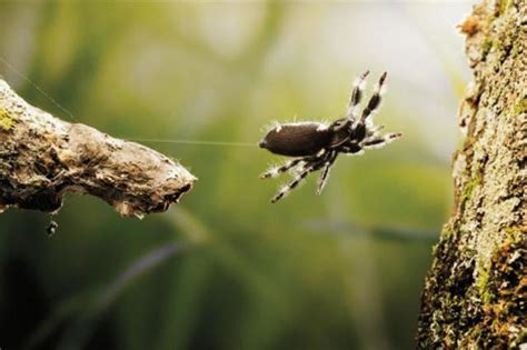 蜘蛛恐惧症患者最害怕的场景：跳蛛正在吞食比自己大3倍的青蛙|佛罗里达_新浪新闻