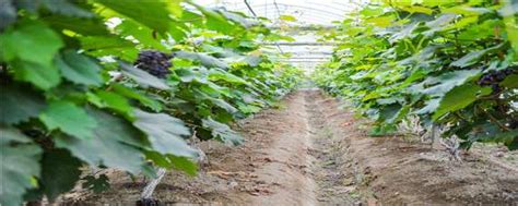 葡萄的种植前景，种植葡萄的优势 - 农敢网