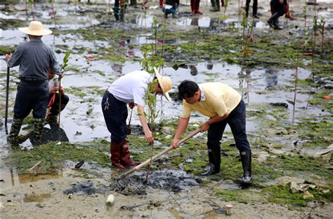 福田红树林将再启湿地生态修复，更新改造8.78公顷外来红树_深圳新闻网