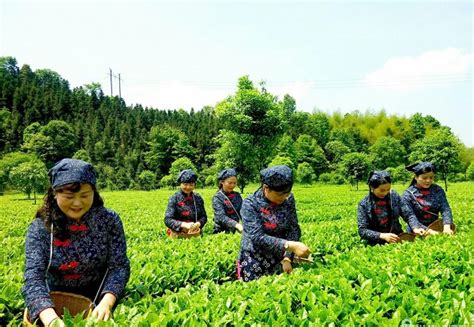 2021年茶叶前景预测 茶叶行业前景预测分析 互联网+茶叶销售新模式 - 知乎