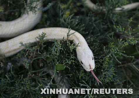 白蛇吐信,小白蛇传,95年出千年白蛇_大山谷图库