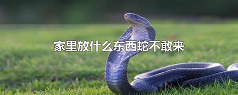草丛出现的一种游蛇，似野鸡脖子蛇，草花蛇有着中午不能打的说法_毒蛇_是一种_黑色