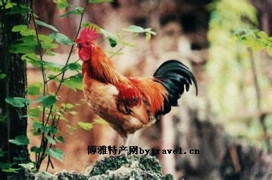 [瑶鸡批发]瑶鸡， 120天到130天已开产价格7元/斤 - 惠农网
