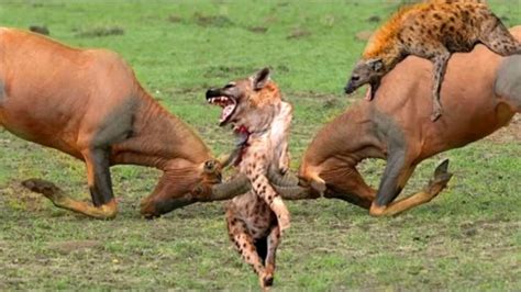 动物世界鬣狗捕猎精彩合集_腾讯视频