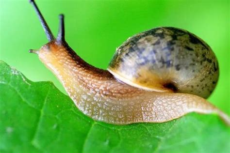 蜗牛的种类有哪些？都有什么特点 - 农敢网