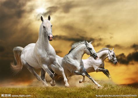 奔跑的骏马图片-奔跑的三匹骏马素材-高清图片-摄影照片-寻图免费打包下载