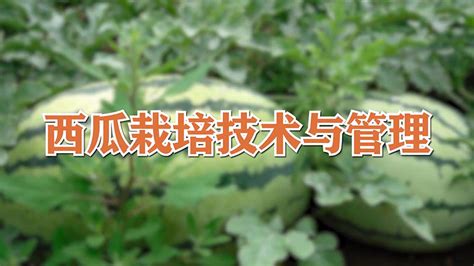温室西瓜栽培农业产业高清图片下载-正版图片300876945-摄图网