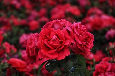 玫瑰几月种植?玫瑰花的最佳种植时间-种植技术-中国花木网