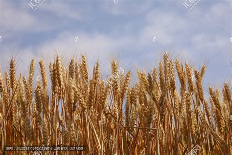 蓝天下的田园风光农村麦子高清图片下载-正版图片501593516-摄图网